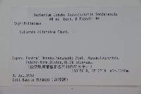 莢迷藏品圖，第2張