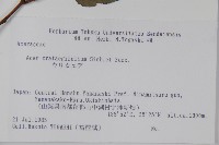 山楂葉槭藏品圖，第2張