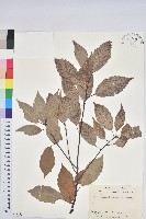 青剛櫟、鐵椆藏品圖，第1張