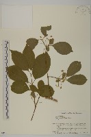 登錄號:S058436藏品圖，第1張