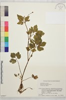 鉤柱毛茛藏品圖，第1張