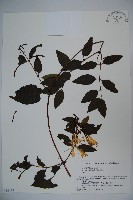 登錄號:S058438藏品圖，第1張