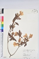 登錄號:S058447藏品圖，第1張