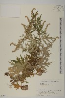 登錄號:S058448藏品圖，第1張