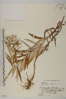 抱莖籟簫藏品圖，第1張