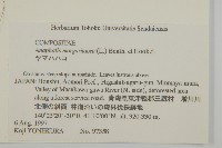 抱莖籟簫藏品圖，第2張