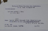 莫羅氏忍冬藏品圖，第2張