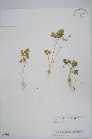 五福花藏品圖，第1張