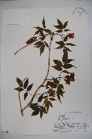 登錄號:S058463藏品圖，第1張