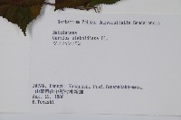 日本榛藏品圖，第2張