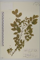 齒毛衛矛藏品圖，第1張