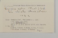 齒毛衛矛藏品圖，第2張