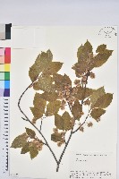 登錄號:S058472藏品圖，第1張