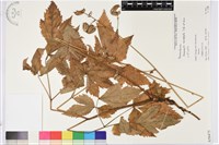 登錄號:S058475藏品圖，第1張