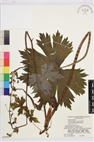 登錄號:S058480藏品圖，第1張