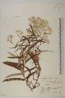 抱莖籟簫藏品圖，第1張