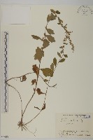 庵蒿藏品圖，第1張