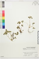 登錄號:S058495藏品圖，第1張