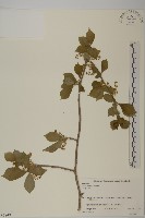 常山藏品圖，第1張