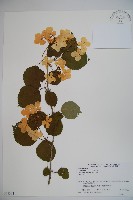 蝴蝶莢迷藏品圖，第1張