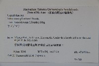 蝴蝶莢迷藏品圖，第2張