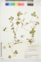 匐枝委陵菜藏品圖，第2張