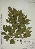 鈍齒鼠李藏品圖，第1張