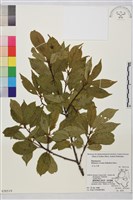 鈍齒鼠李藏品圖，第2張