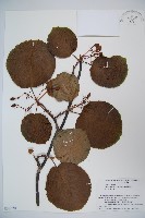 假繡球藏品圖，第1張
