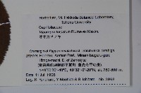 假繡球藏品圖，第2張