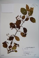 莢迷藏品圖，第1張