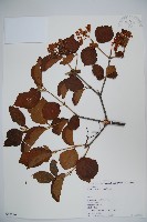 莢迷藏品圖，第1張