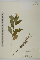 登錄號:S058527藏品圖，第1張