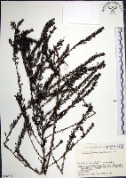 鐵掃帚、千里光藏品圖，第1張