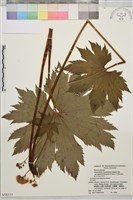 登錄號:S058533藏品圖，第1張