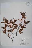 登錄號:S058539藏品圖，第1張