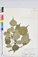 登錄號:S058545藏品圖，第1張