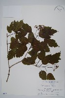 華北茶條槭藏品圖，第1張