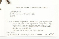 燈台樹藏品圖，第2張