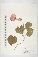 銳葉牽牛藏品圖，第1張