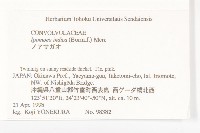 銳葉牽牛藏品圖，第2張