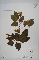 華北茶條槭藏品圖，第1張