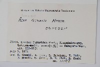 華北茶條槭藏品圖，第2張