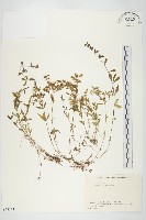 佛甲草、金莿插藏品圖，第1張