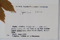 團扇槭藏品圖，第2張