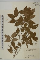 垂絲衛矛藏品圖，第1張