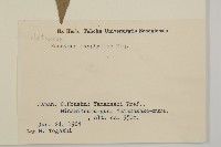 垂絲衛矛藏品圖，第2張