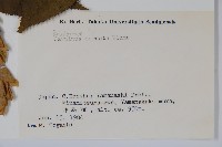 千金榆藏品圖，第2張