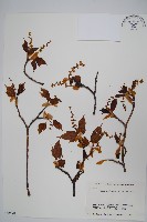 褐脈槭藏品圖，第1張