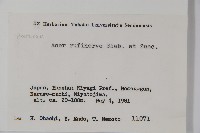 褐脈槭藏品圖，第2張